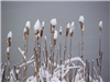Snow Covered Plants