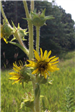 Compass Plant