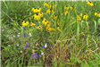 Flower Garden at Mile Hill Lake