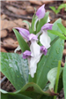 Showy Orchis