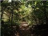 Tree Lined Trail