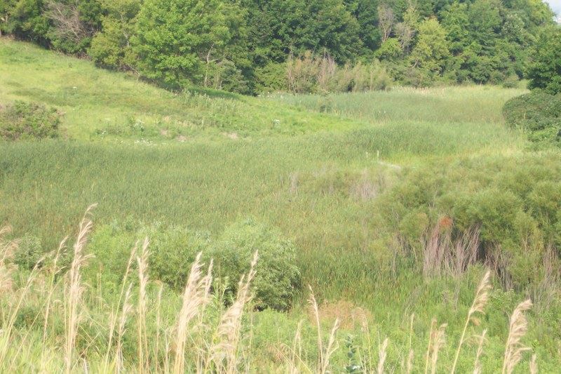 Cat Tails on Marsh Loopat Mile Hill Lake