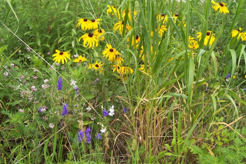 Flower Garden at Mile Hill Lake