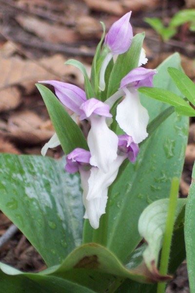 Showy Orchis