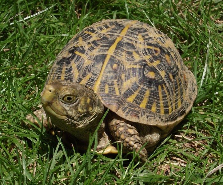 Turtle