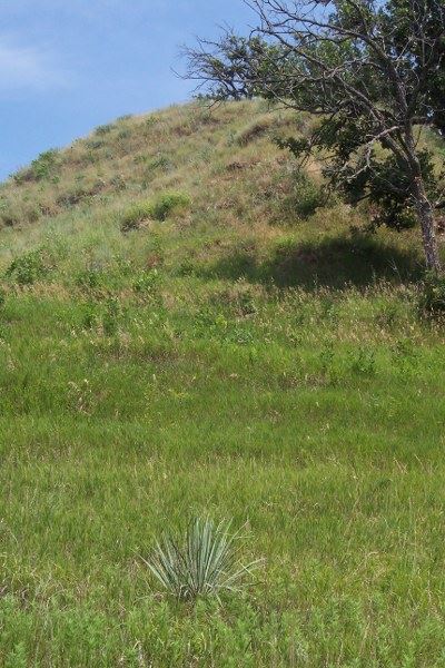 West Oak Forest Yucca